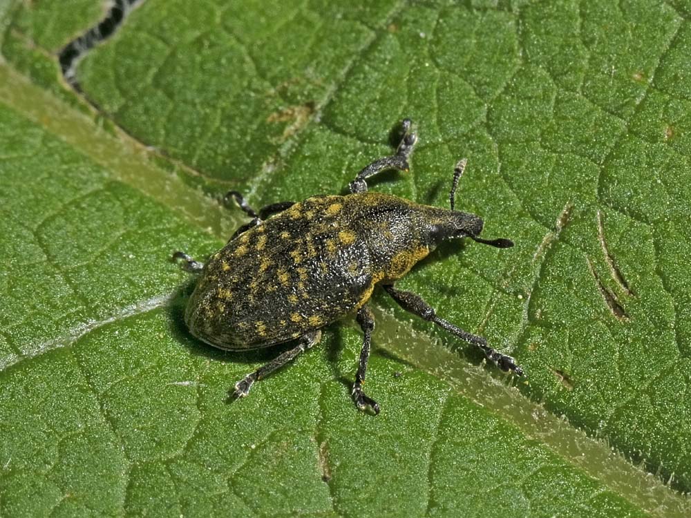 Larinus turbinatus?